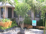ficus benjamina